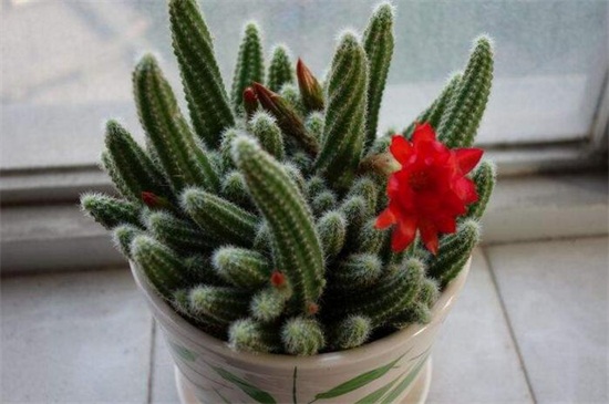 仙人指叶子发软如何办,2种处理办法即可对症下药