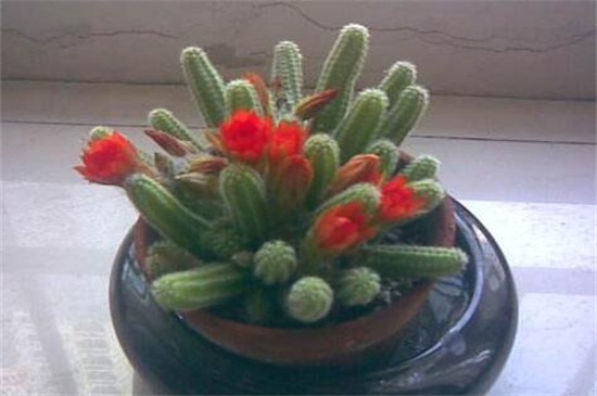 仙人指叶子发软如何办,2种处理办法即可对症下药