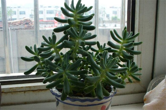 仙人指叶子发软如何办,2种处理办法即可对症下药