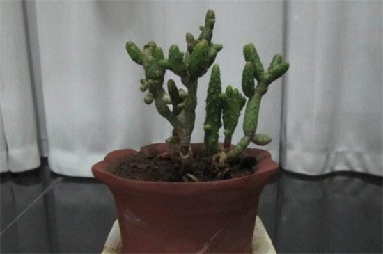 仙人指叶子发软如何办,2种处理办法即可对症下药