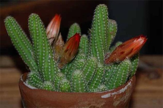 仙人指叶子发软如何办,2种处理办法即可对症下药