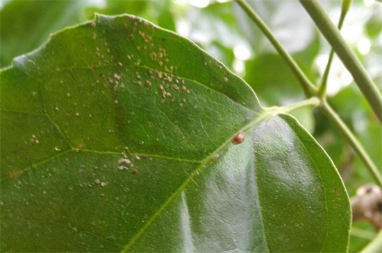 仙人指叶子发软如何办,2种处理办法即可对症下药