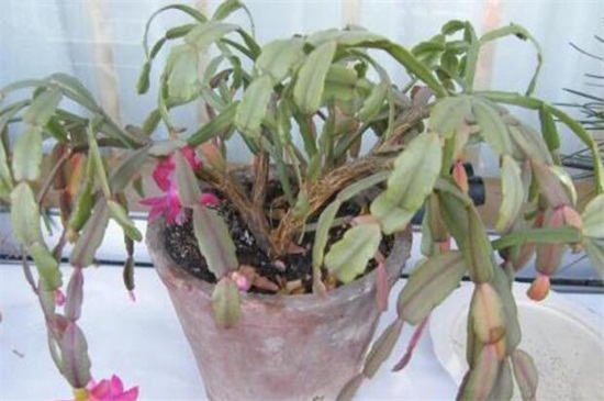 仙人指叶子发软如何办,2种处理办法即可对症下药