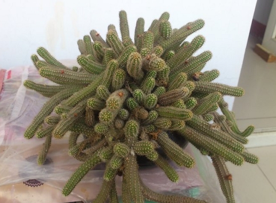 仙人指为何不开花：养护时间不够或光照时间不足