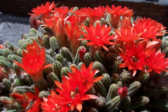 仙人指为何不开花：养护时间不够或光照时间不足