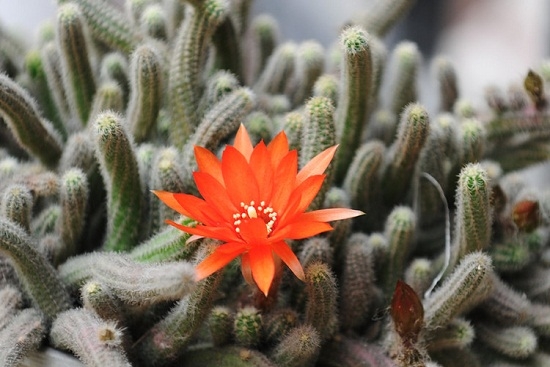 仙人指为何不开花：养护时间不够或光照时间不足