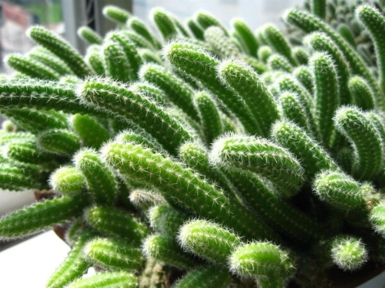 仙人指图片附介绍：相册的图片免费下载