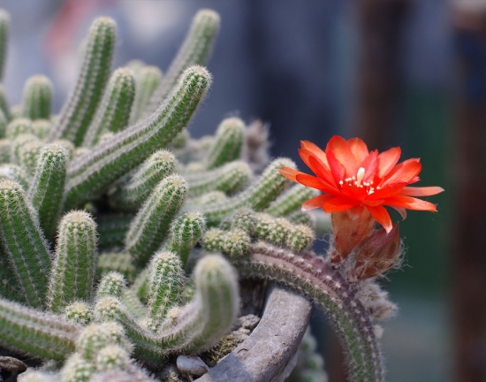 仙人指图片附介绍：相册的图片免费下载