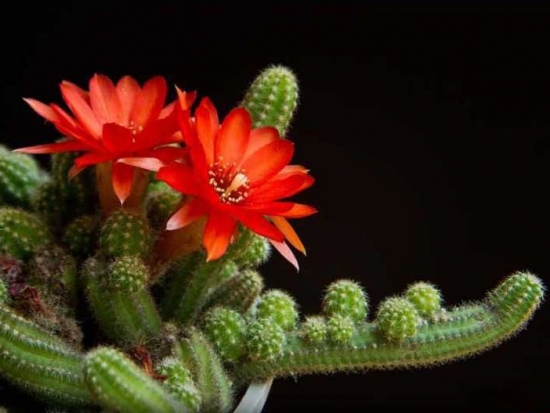 仙人指图片附介绍：相册的图片免费下载