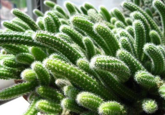 仙人指冬季落蕾不开花如何办