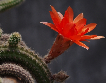 仙人指开花 仙人指开花:开花时间约在5至7月