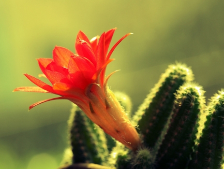 仙人指的养殖办法和留意事项：喜疏松肥沃土壤