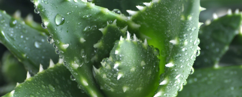 芦荟扦插水培办法