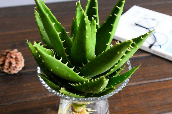 芦荟扦插水培办法