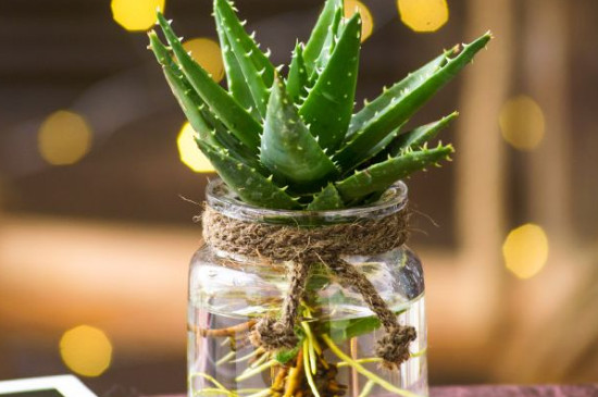 芦荟扦插水培办法