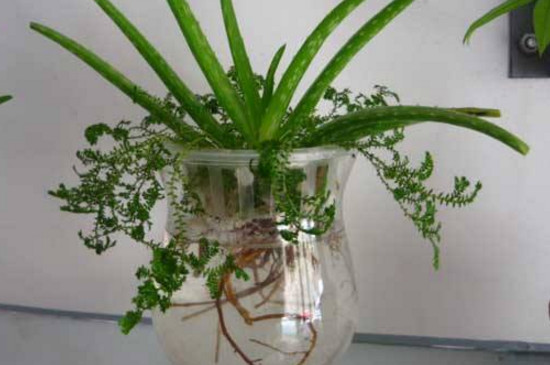 芦荟扦插水培办法
