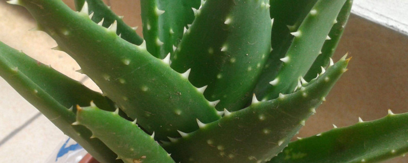 芦荟半腰折了如何办