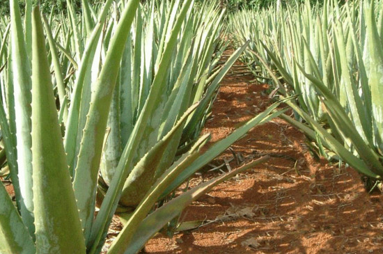 芦荟半腰折了如何办