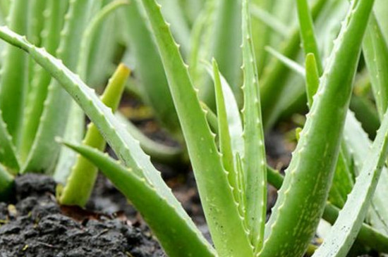 芦荟半腰折了如何办