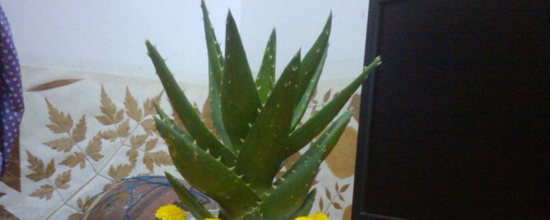 无根芦荟如何水培生根