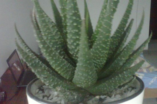 无根芦荟如何水培生根