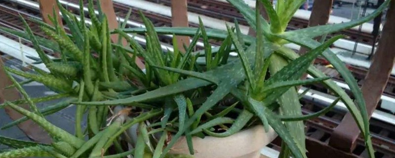 旋转芦荟如何养
