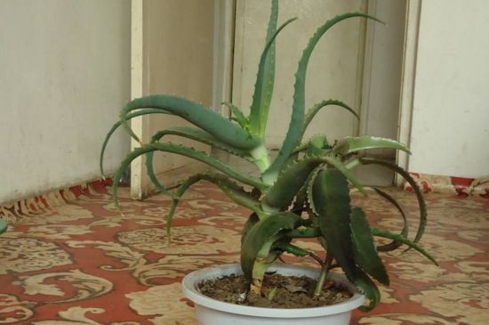 旋转芦荟如何养