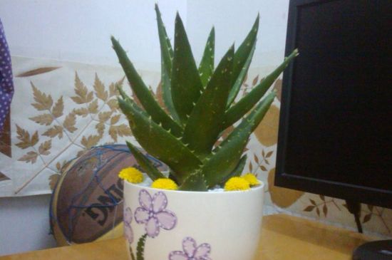 旋转芦荟如何养