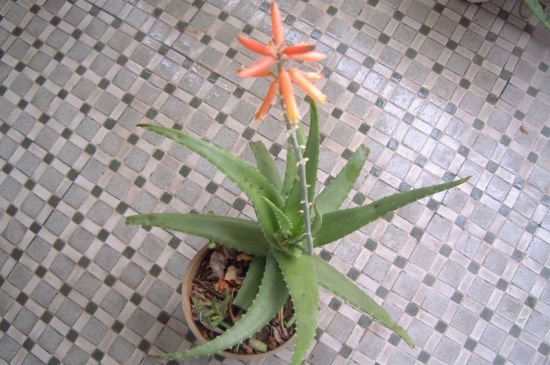 旋转芦荟如何养