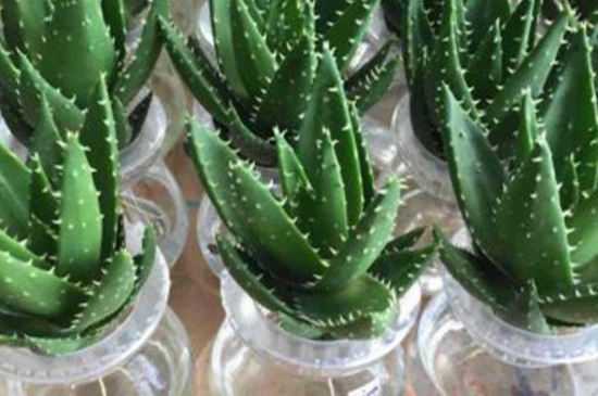 芦荟什么时候可以移栽