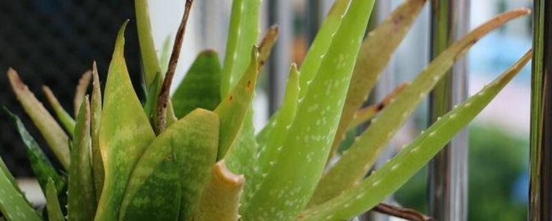 芦荟尖发黄如何办
