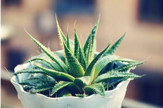 芦荟尖发黄如何办