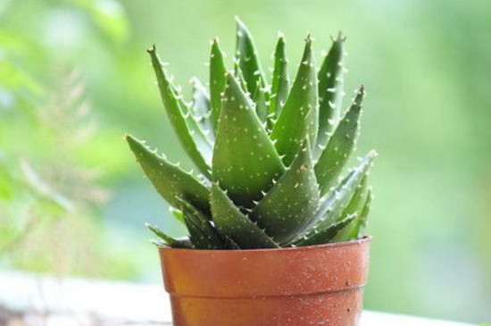 芦荟尖发黄如何办