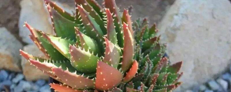 芦荟发红如何回事