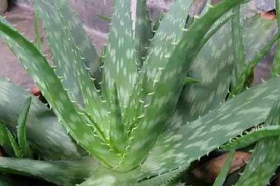 芦荟发红如何回事