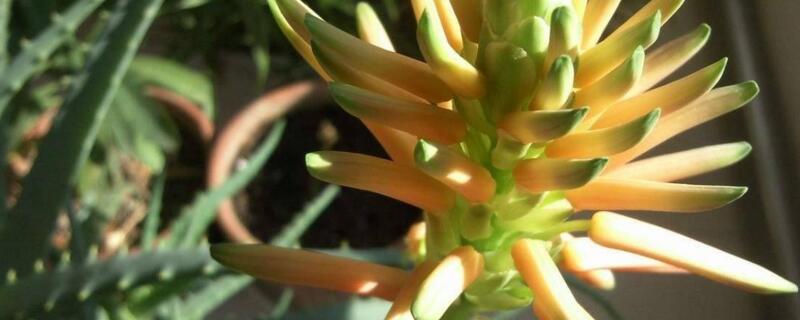 芦荟长出来穗了如何办