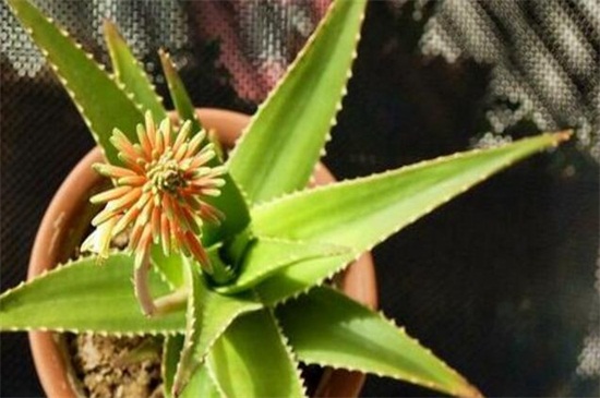 芦荟长出来穗了如何办