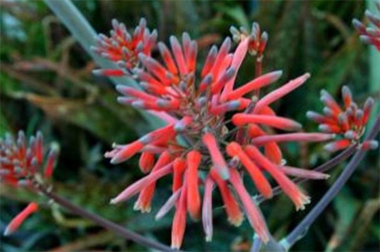 芦荟长出来穗了如何办