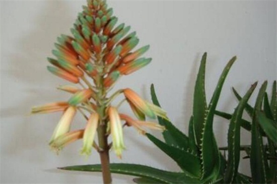 芦荟长出来穗了如何办