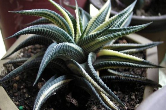 琉璃殿常见病害及预防和治疗办法，根腐病需修根灌浇铜制剂