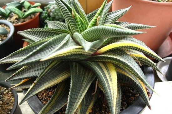 琉璃殿常见病害及预防和治疗办法，根腐病需修根灌浇铜制剂