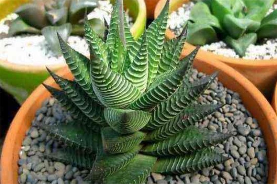 琉璃殿常见病害及预防和治疗办法，根腐病需修根灌浇铜制剂