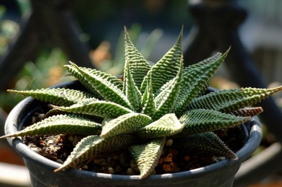 琉璃殿换盆移栽留意事项，间隔2年换盆并修根