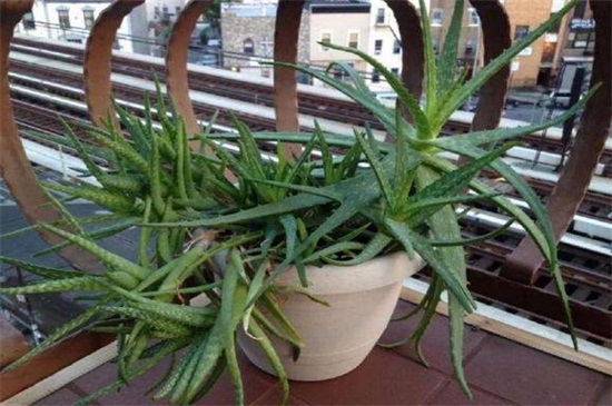 芦荟女王的作用用途，可供观赏还能抵抗辐射