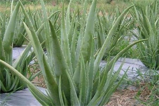 芦荟女王的作用用途，可供观赏还能抵抗辐射