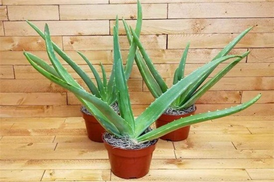 芦荟女王的作用用途，可供观赏还能抵抗辐射