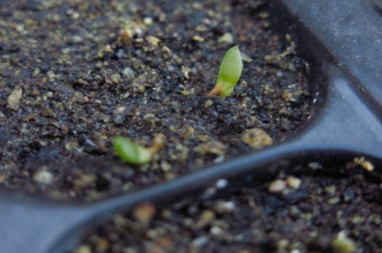 芦荟女王种子播种的4种催芽办法，加热催芽可20天生根