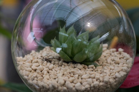 芦荟女王种子播种的4种催芽办法,加热催芽可20天生根