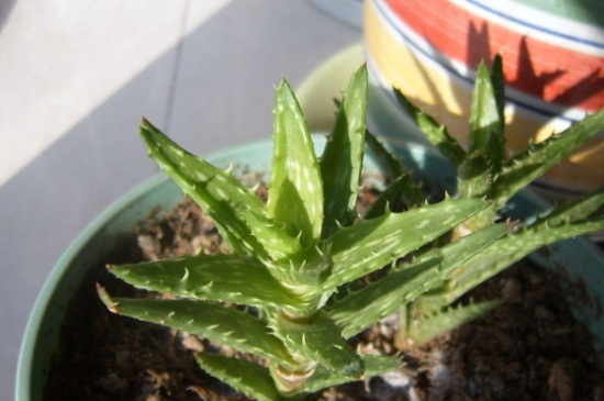 芦荟女王种子播种的4种催芽办法,加热催芽可20天生根