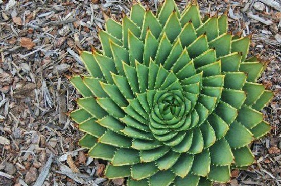 芦荟女王可以水养吗,不可水养根系容易腐烂